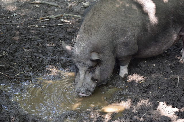 巨星的光芒 巨星的光芒